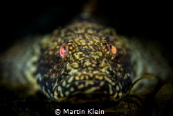 A marbled sleeper with glowing eyes in the darkness of a ... by Martin Klein 
